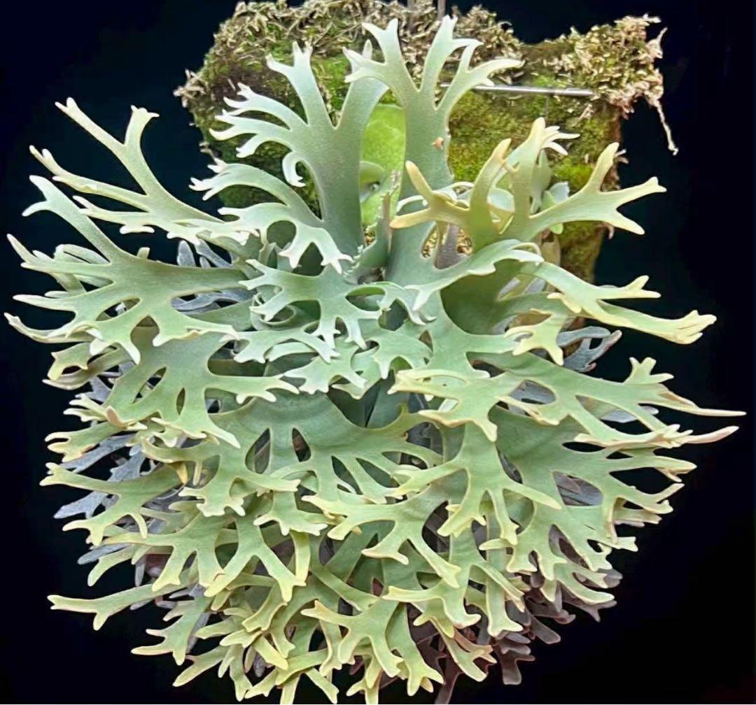 ぽ*♡様 P.willinckii Yellow moon dwarf