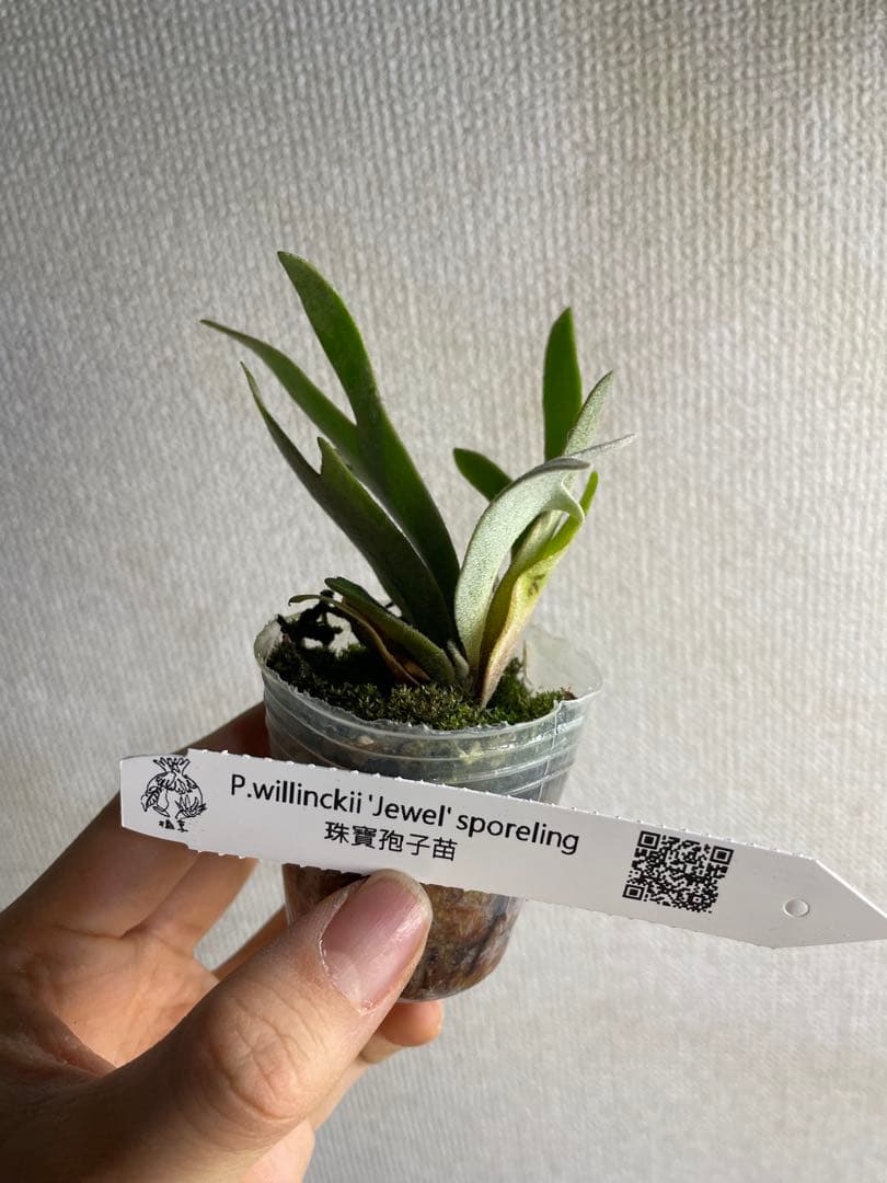 ぽ*♡様 P.willinckii Yellow moon dwarf