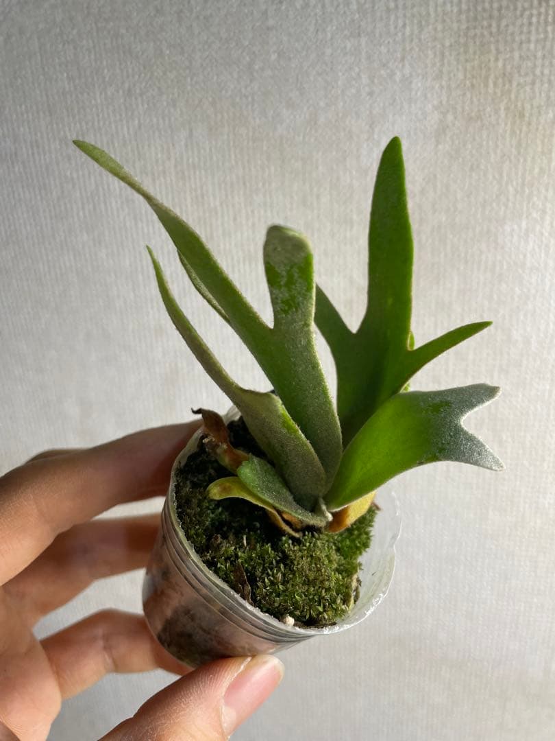 ぽ*♡様 P.willinckii Yellow moon dwarf