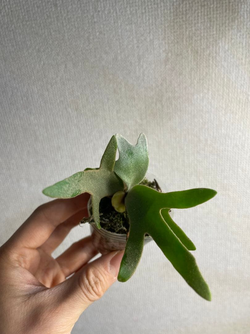 ぽ*♡様 P.willinckii Yellow moon dwarf