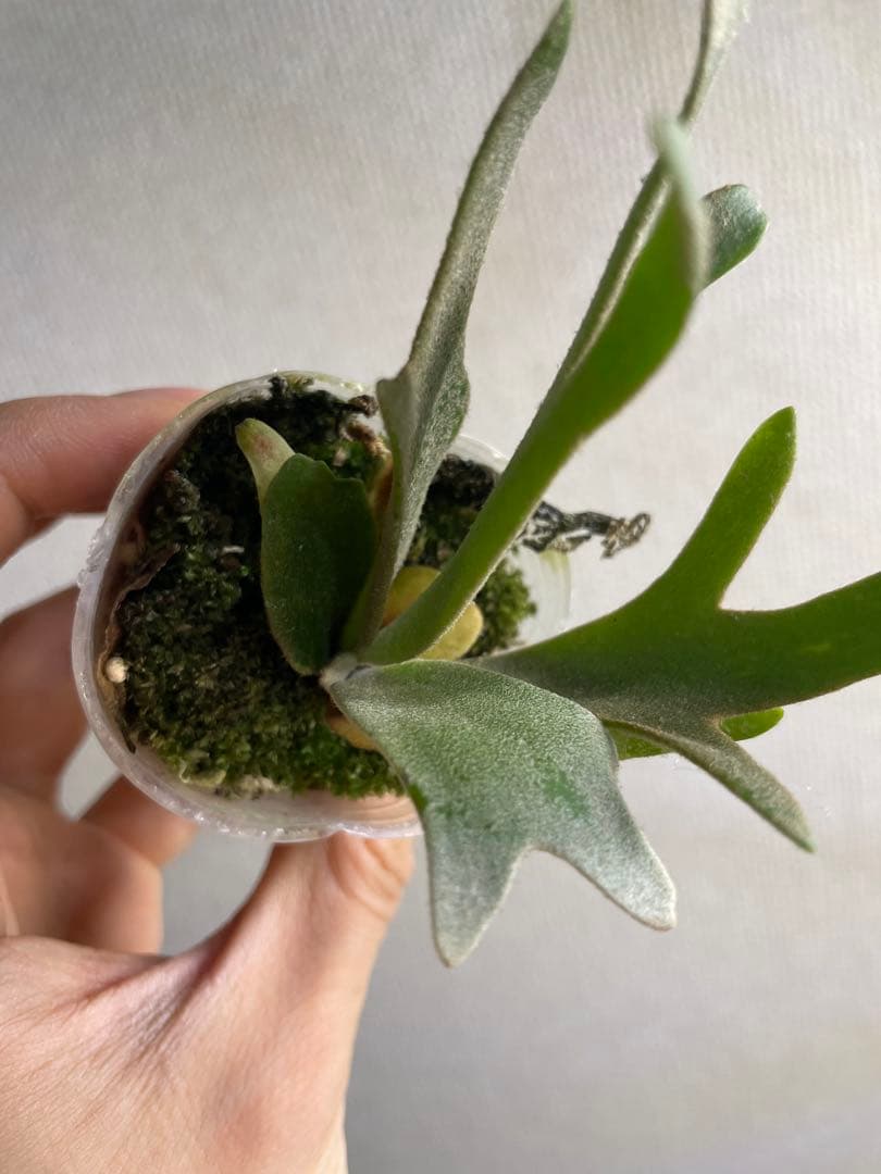 ぽ*♡様 P.willinckii Yellow moon dwarf