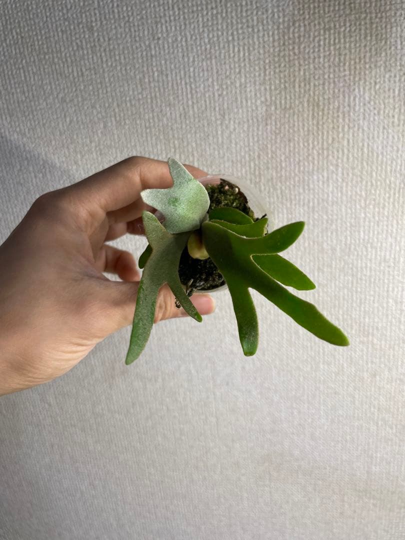 ぽ*♡様 P.willinckii Yellow moon dwarf