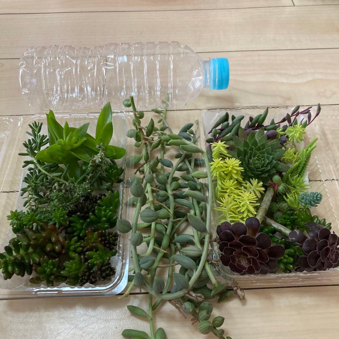 多肉植物　カット苗