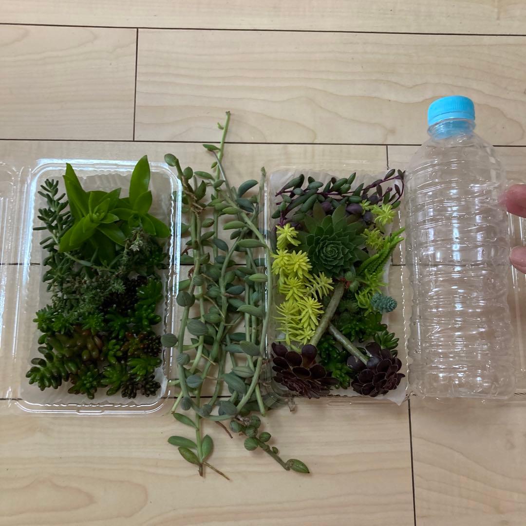 多肉植物　カット苗