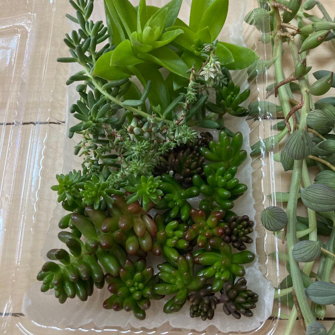 多肉植物　カット苗