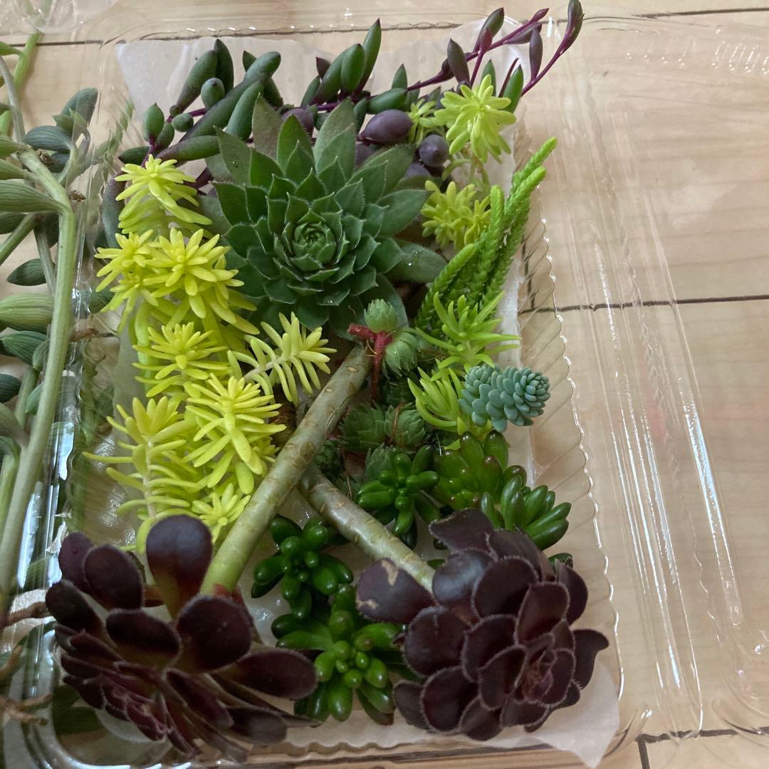 多肉植物　カット苗