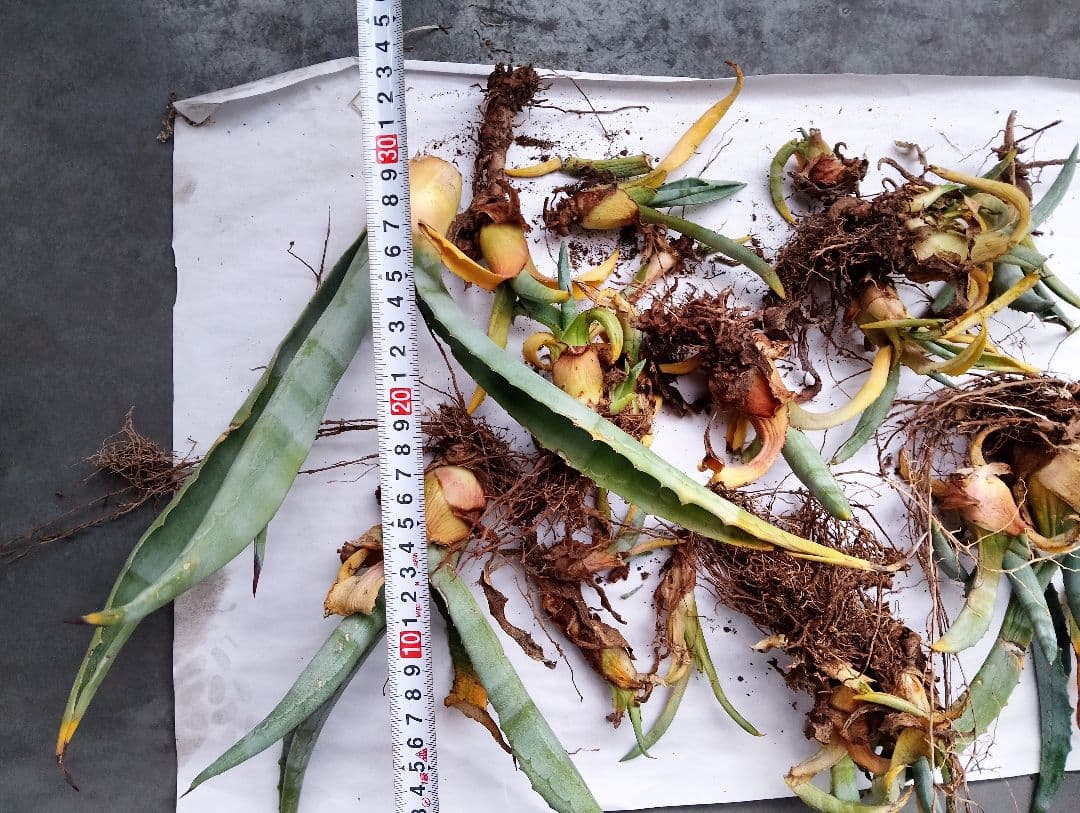 アガベ 根付き株 複数株