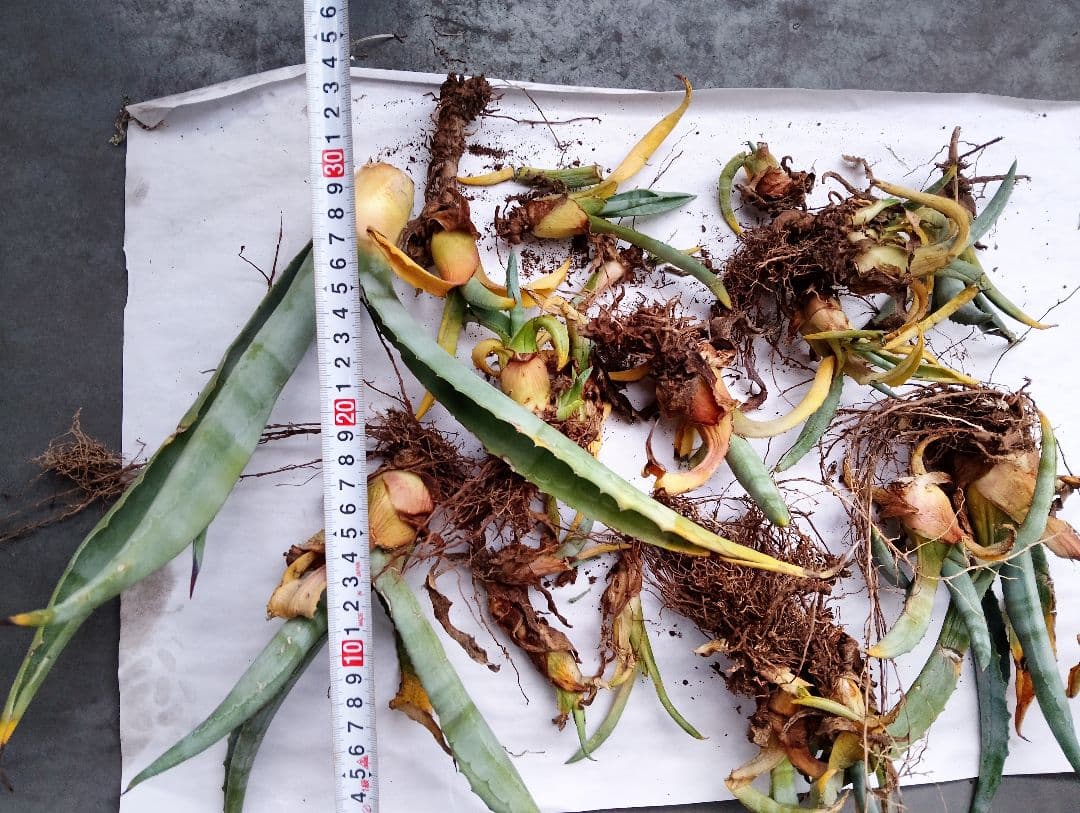 アガベ 根付き株 複数株