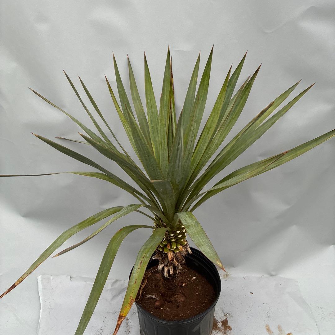 ユッカ　レクルビフォリア