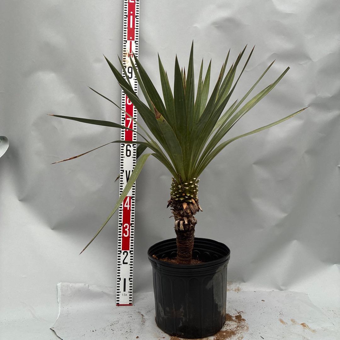 ユッカ　レクルビフォリア