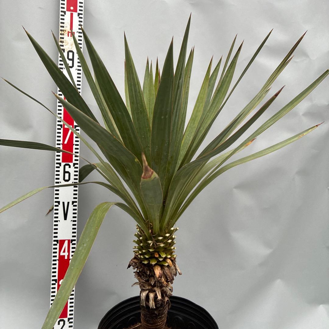 ユッカ　レクルビフォリア