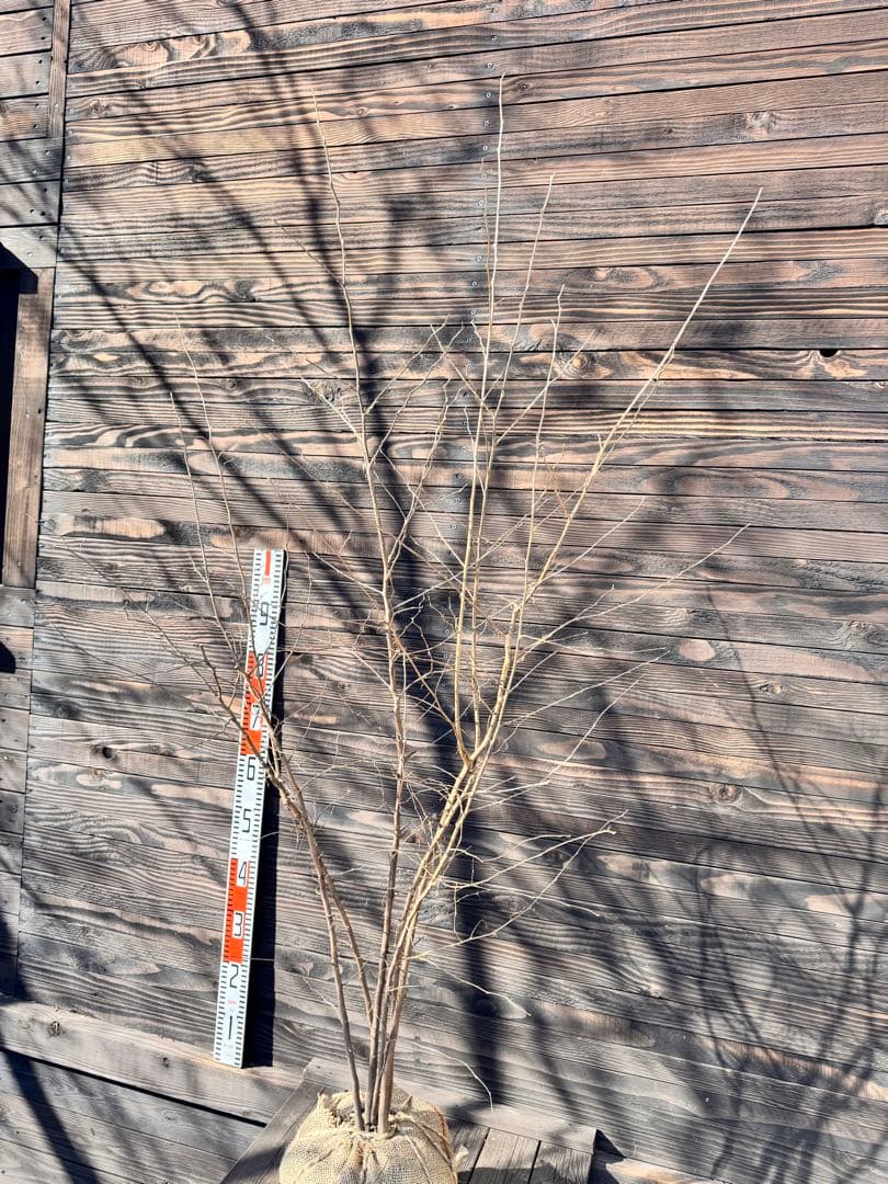 エゴノキ/株立ち【現品発送】管理80004