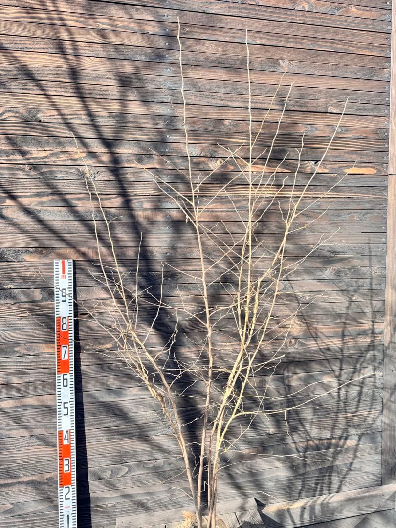 エゴノキ/株立ち【現品発送】管理80004