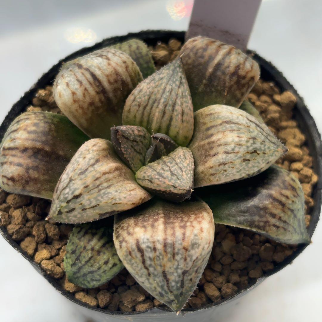 【セール中】紅孔雀F2 ex.白鳥部屋