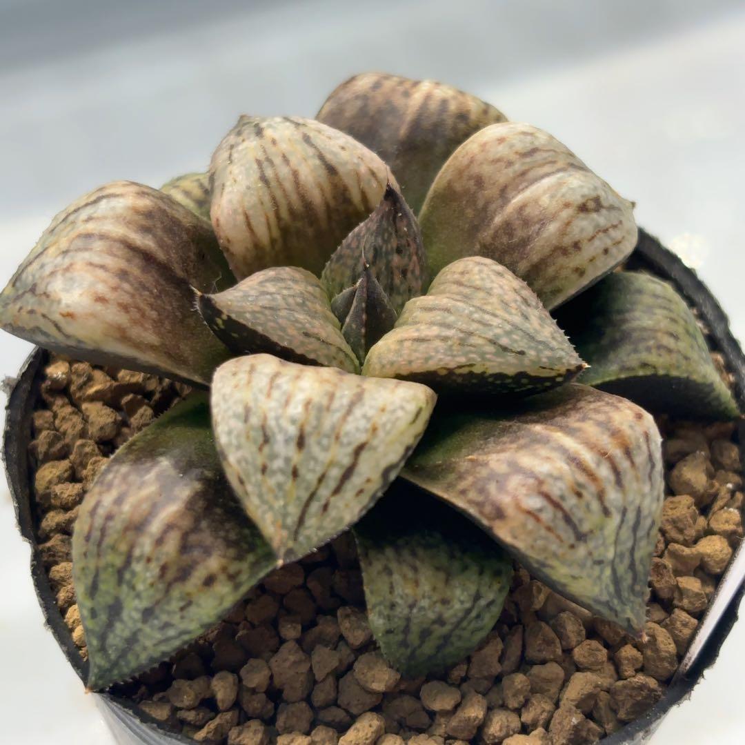 【セール中】紅孔雀F2 ex.白鳥部屋