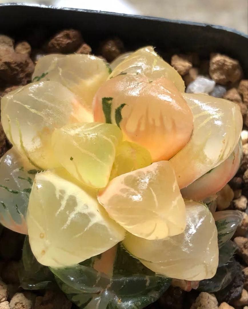 O*Z様 多肉植物　ハオルチア　大紫オブツーサ錦　大窓　糊斑