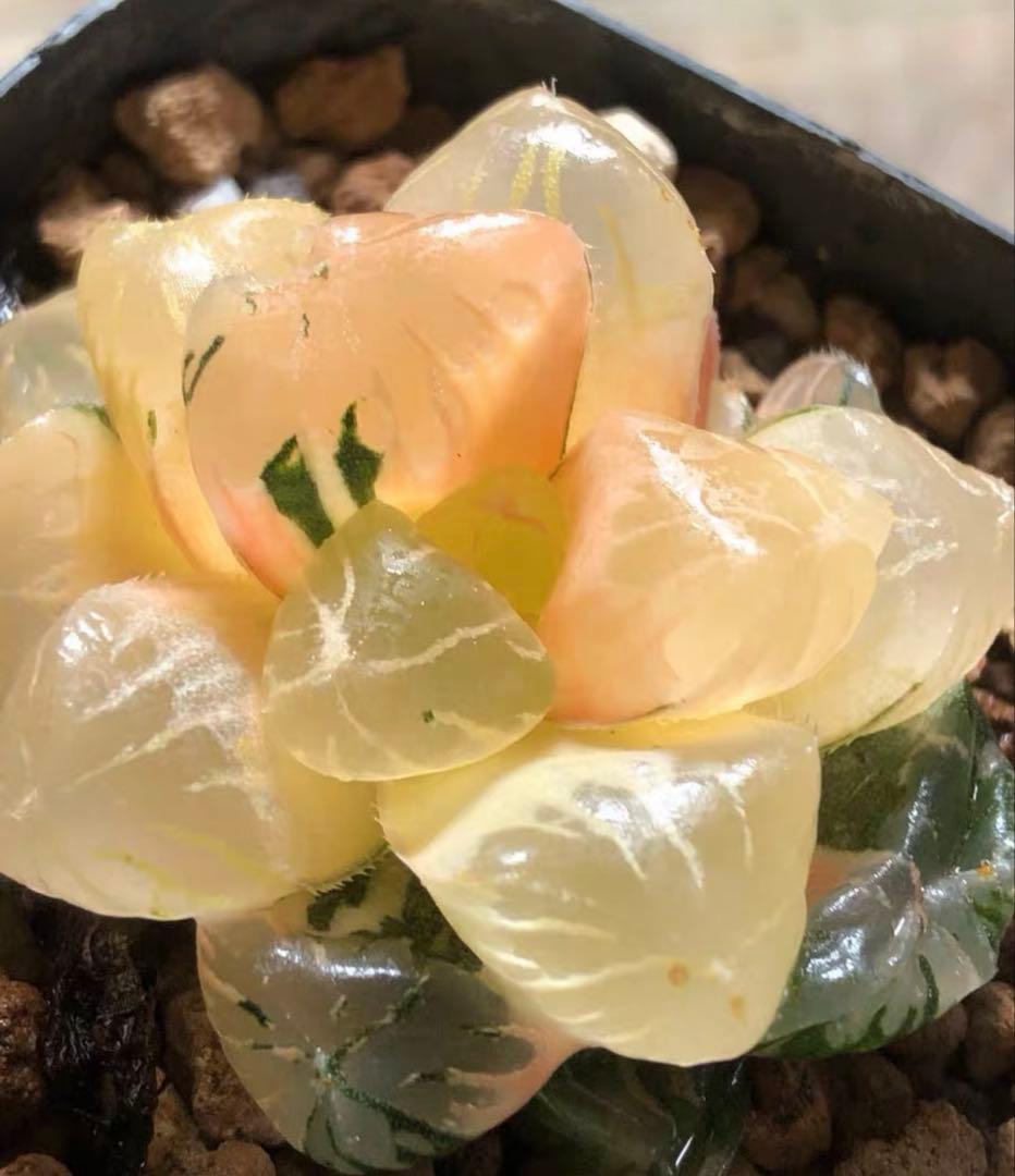 O*Z様 多肉植物　ハオルチア　大紫オブツーサ錦　大窓　糊斑