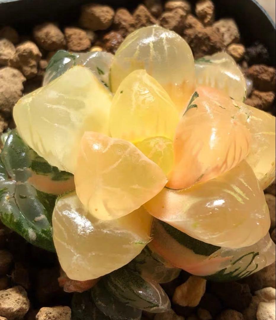 O*Z様 多肉植物　ハオルチア　大紫オブツーサ錦　大窓　糊斑