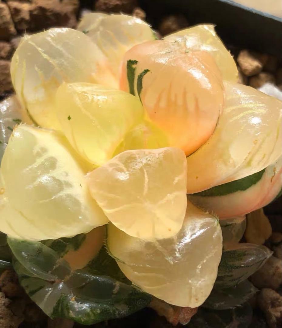 O*Z様 多肉植物　ハオルチア　大紫オブツーサ錦　大窓　糊斑