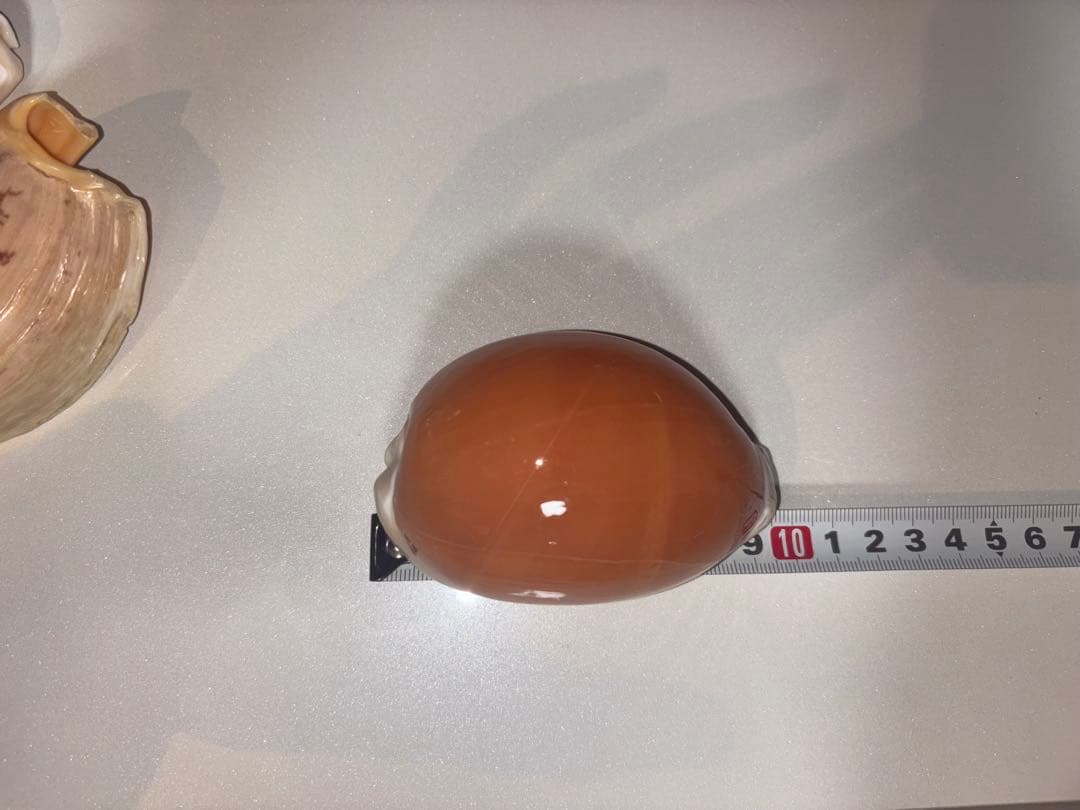 ナンヨウダカラ　9.3cm