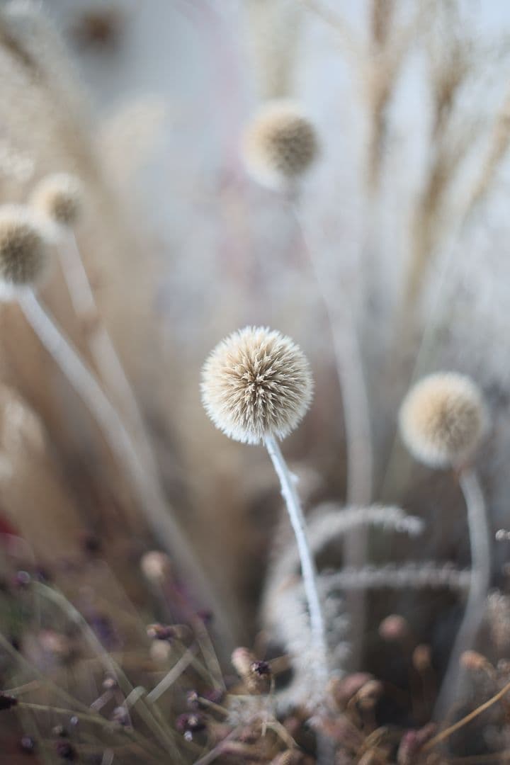 《希少モデル》AUTO mamiya/sekor 50mm F2 【良品】