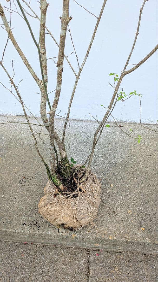 至高の2.5m。山採りアオダモ。