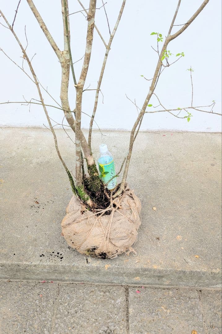 至高の2.5m。山採りアオダモ。