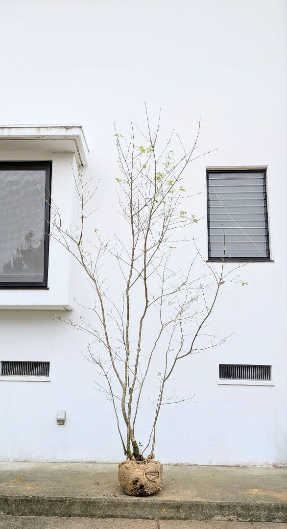 至高の2.5m。山採りアオダモ。