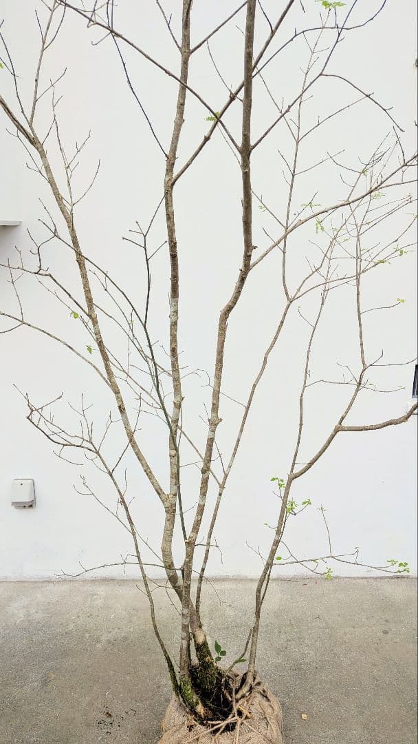 至高の2.5m。山採りアオダモ。