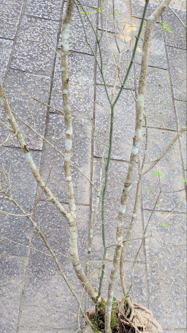 至高の2.5m。山採りアオダモ。