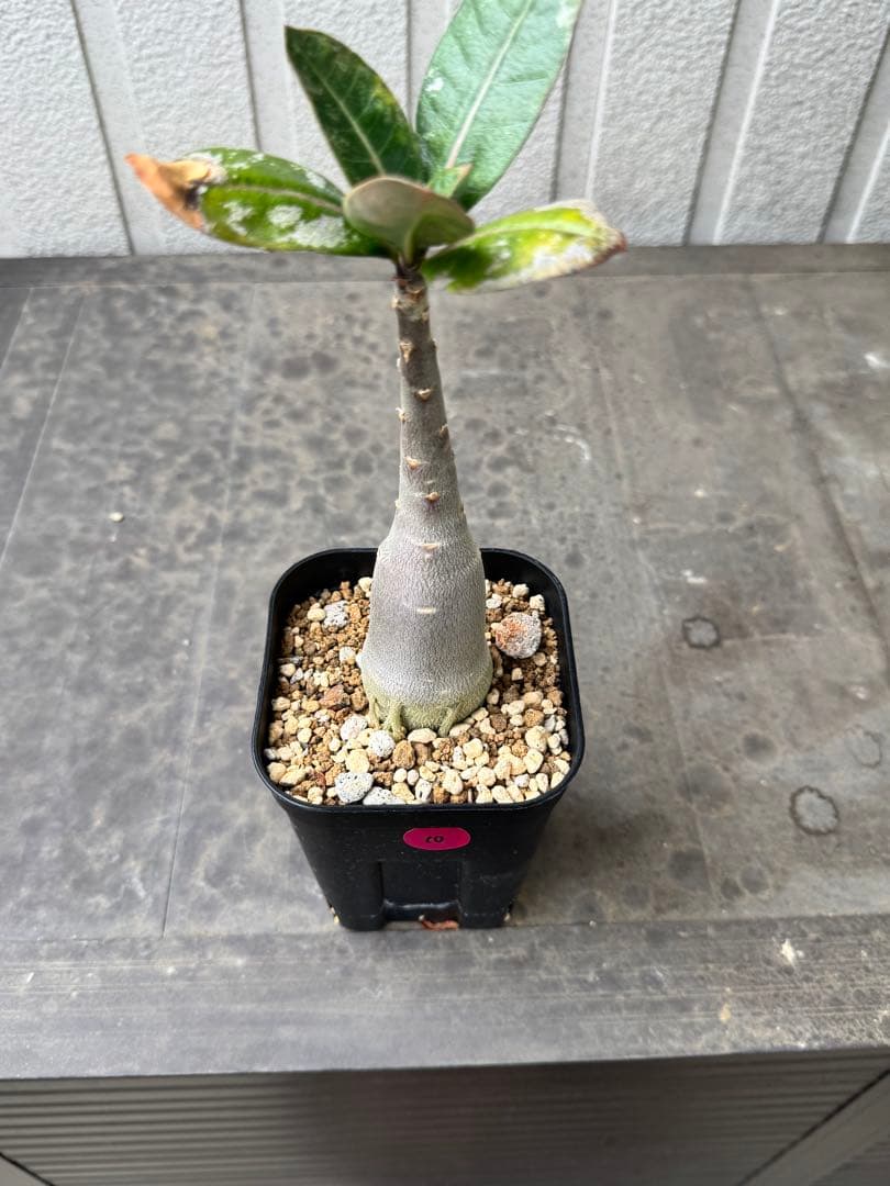 アデニウム アラビカム Adenium