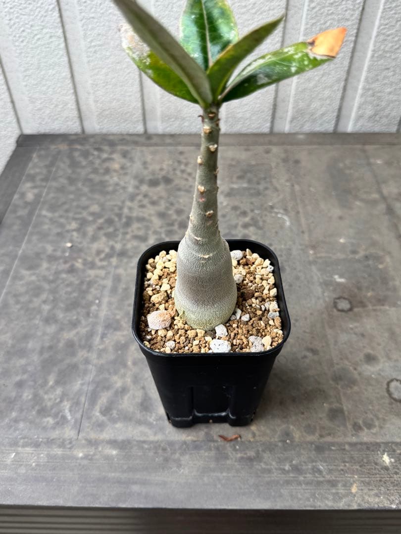 アデニウム アラビカム Adenium