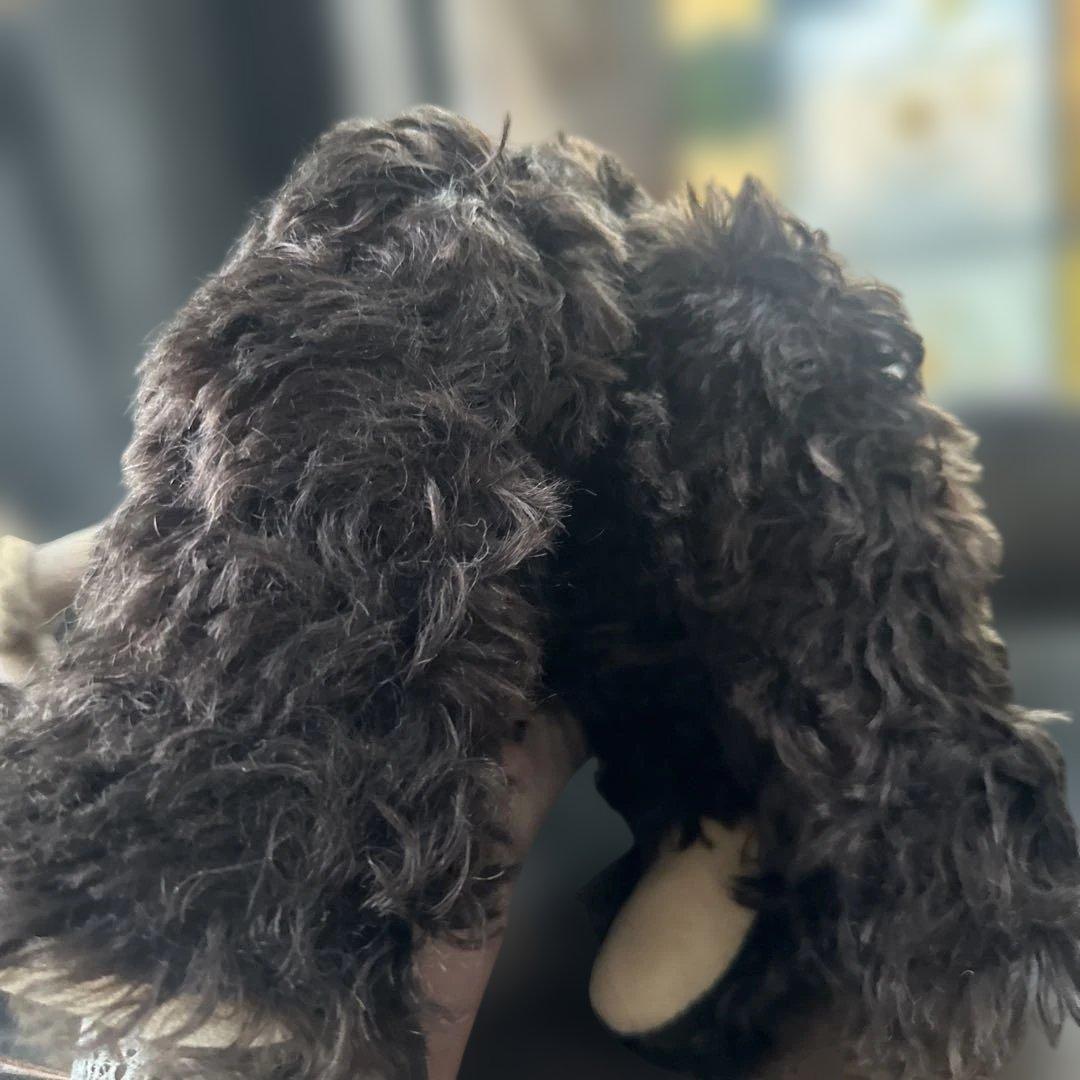 ヴィンテージテディベア　ダークブラウンクマぬいぐるみ