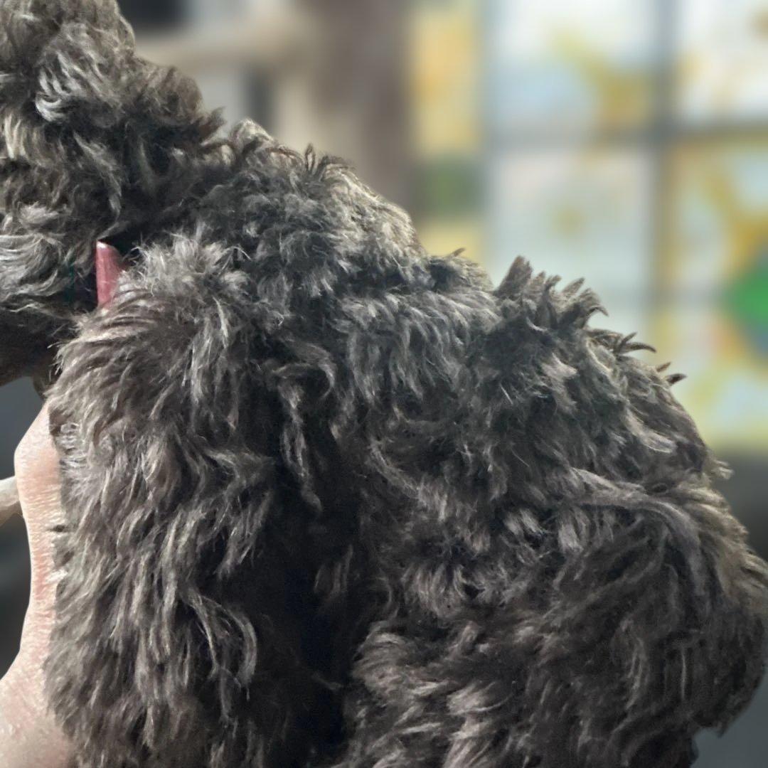 ヴィンテージテディベア　ダークブラウンクマぬいぐるみ