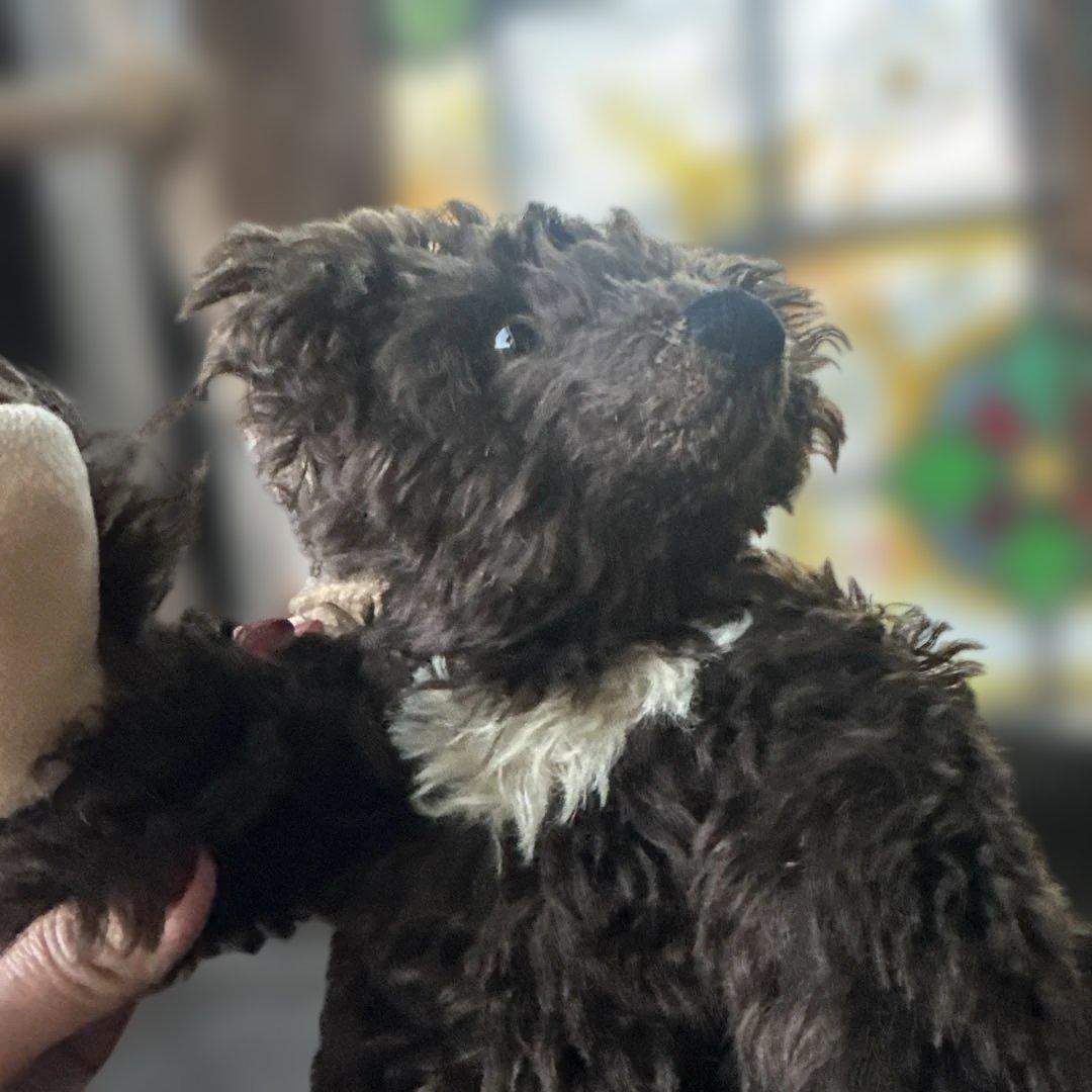 ヴィンテージテディベア　ダークブラウンクマぬいぐるみ