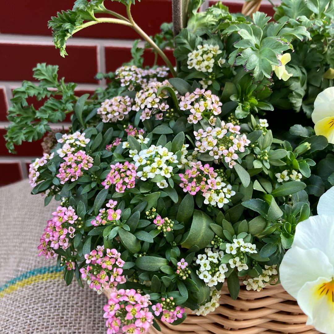 アネモネmomo とディアーナ寄植え花　おまとめSALE