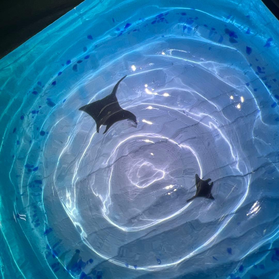 【波紋アート⑦】マンタの遊泳／砂紋／15cmスクエア／ナチュラルサンド／枠なし