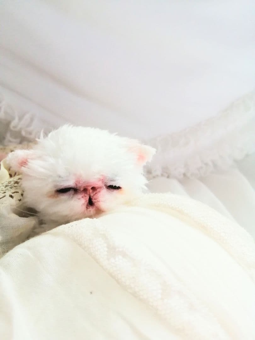 限定♡生後10日♡おめめ開いたよ♡エキゾチック子猫ちゃん♡アートドールぬいぐるみ