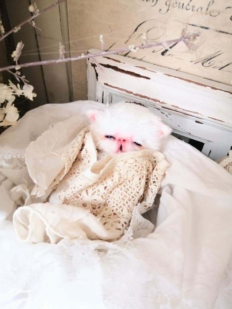 限定♡生後10日♡おめめ開いたよ♡エキゾチック子猫ちゃん♡アートドールぬいぐるみ