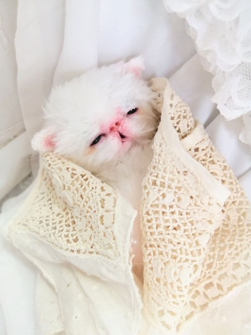 限定♡生後10日♡おめめ開いたよ♡エキゾチック子猫ちゃん♡アートドールぬいぐるみ