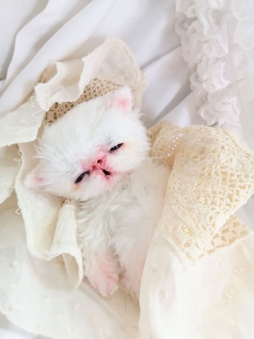 限定♡生後10日♡おめめ開いたよ♡エキゾチック子猫ちゃん♡アートドールぬいぐるみ