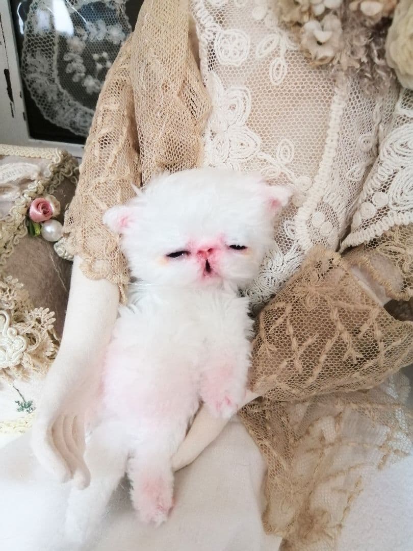限定♡生後10日♡おめめ開いたよ♡エキゾチック子猫ちゃん♡アートドールぬいぐるみ