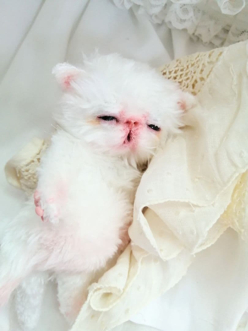 限定♡生後10日♡おめめ開いたよ♡エキゾチック子猫ちゃん♡アートドールぬいぐるみ