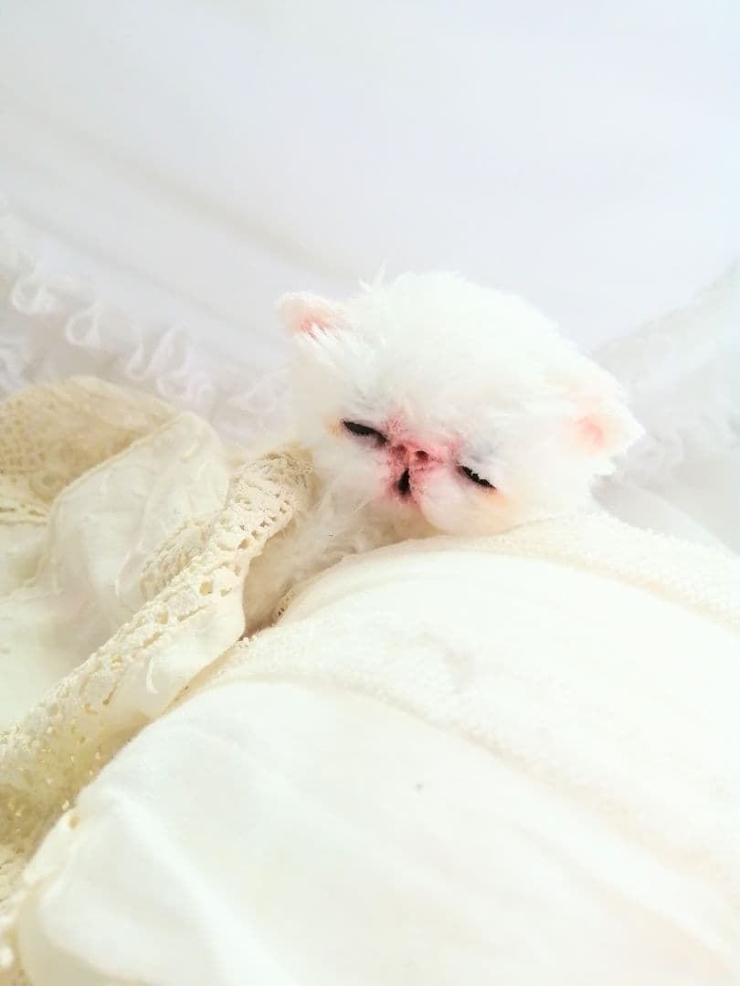 限定♡生後10日♡おめめ開いたよ♡エキゾチック子猫ちゃん♡アートドールぬいぐるみ