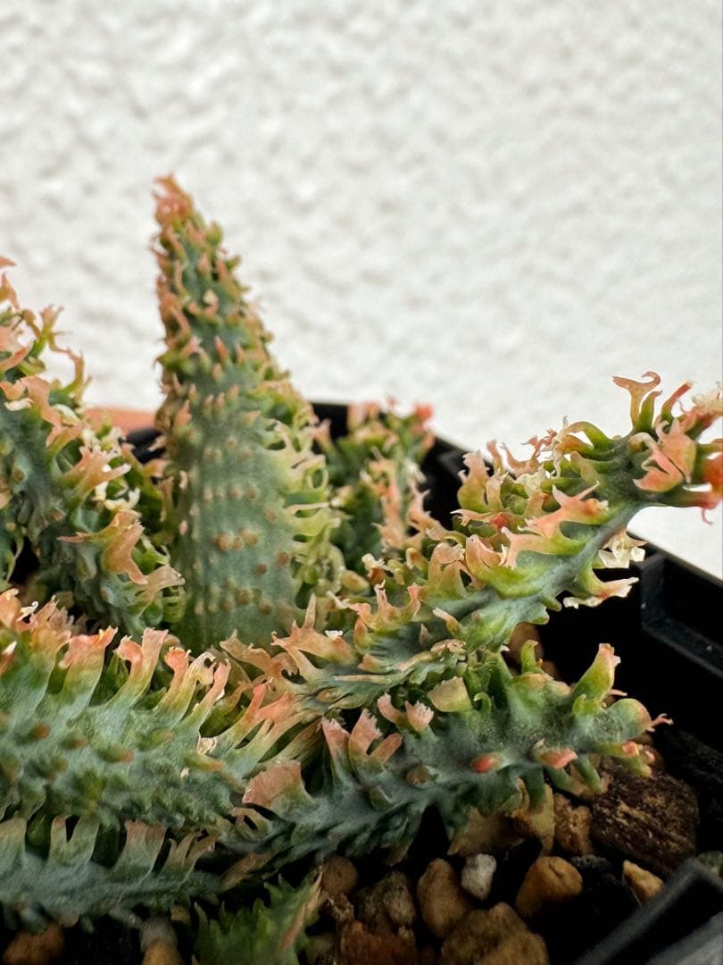 極上　アロエ　ハイブリッド　aloe hybrid アロエハイブリッド　カキコ付