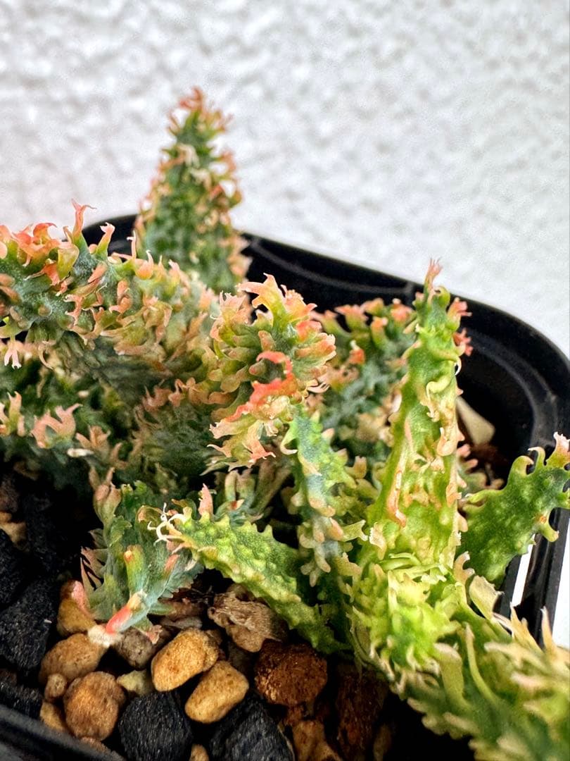 極上　アロエ　ハイブリッド　aloe hybrid アロエハイブリッド　カキコ付