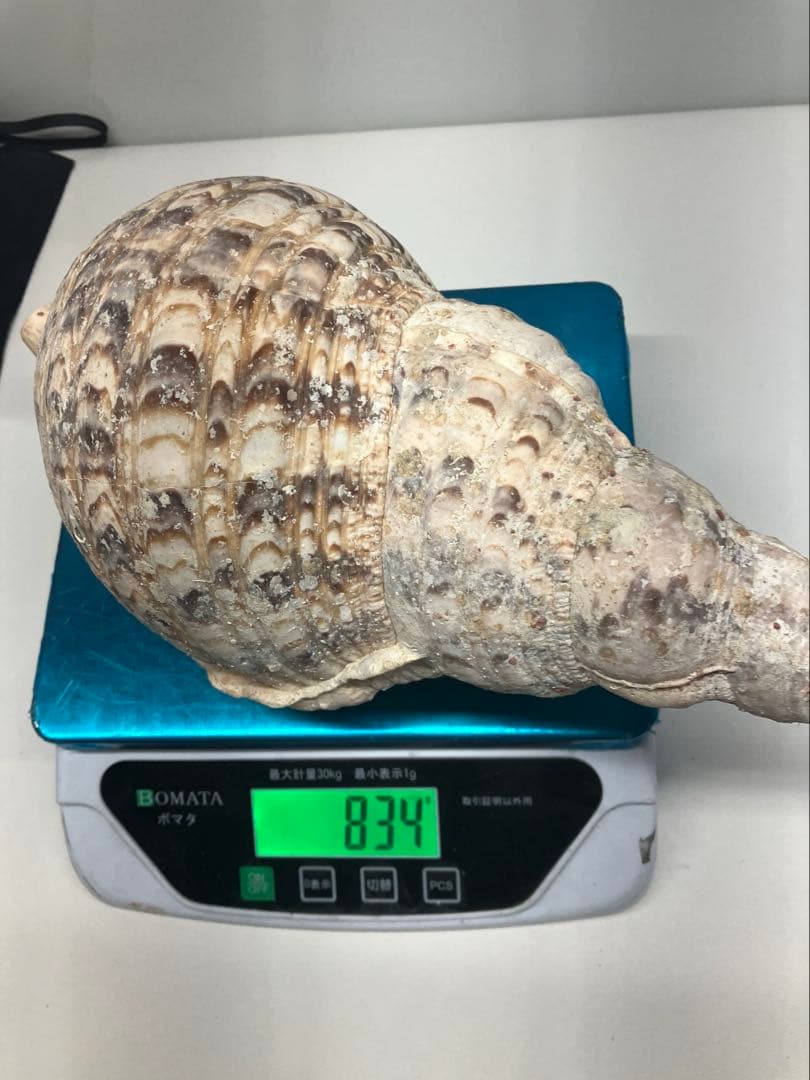 A0104)法螺貝　ホラガイ　貝殻 ほら貝　三伏　密教　魔除け　　熊よけ