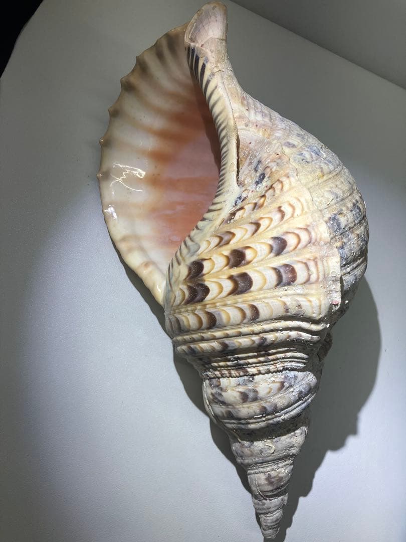 A0104)法螺貝　ホラガイ　貝殻 ほら貝　三伏　密教　魔除け　　熊よけ