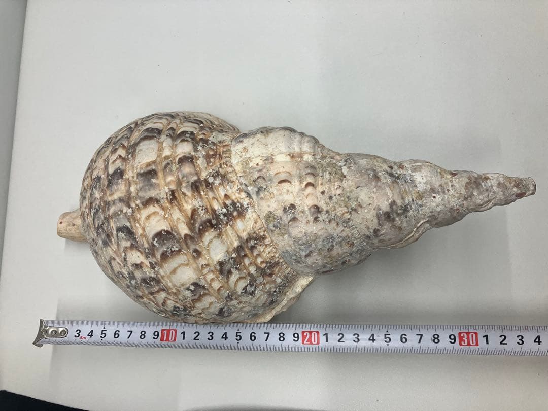 A0104)法螺貝　ホラガイ　貝殻 ほら貝　三伏　密教　魔除け　　熊よけ