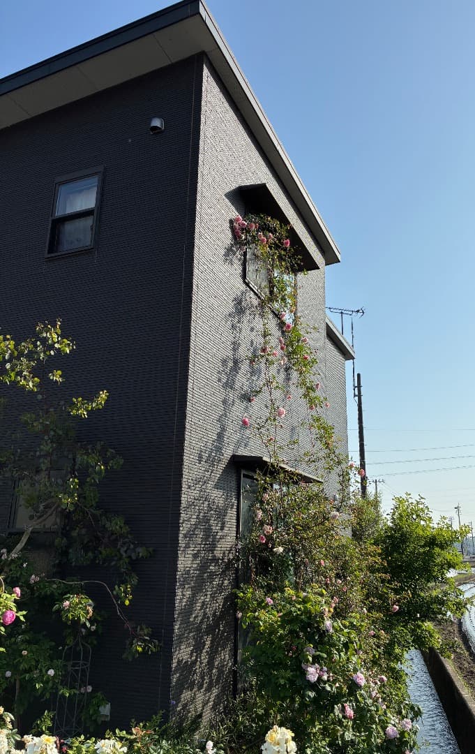 【バラ「超」大苗】フランソワ ジュランビル （つるバラ）